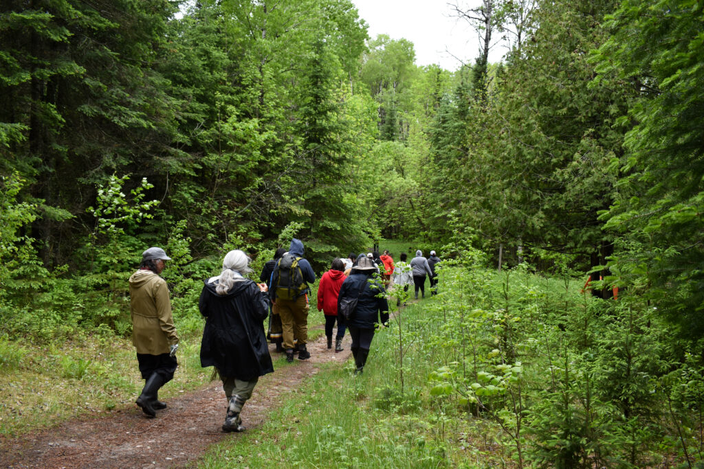 people walking in the forest